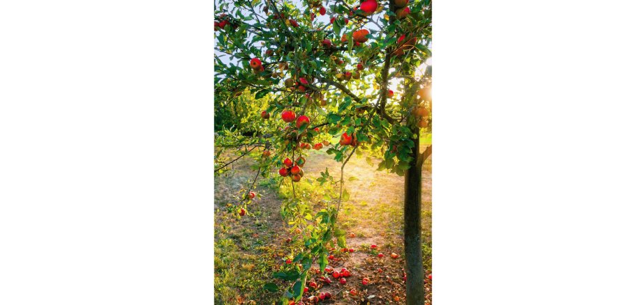 Baum in Landschaft mit ganz vielen roten Äpfeln