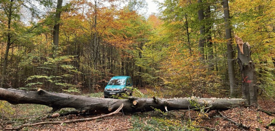 umgestürzter Baum versperrt Waldweg